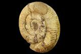 Jurassic Ammonite (Stephanoceras) Fossil - England #171260-1